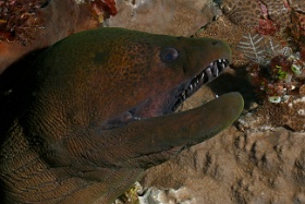 Komodo 2016 - Giant moray - Murene Javanaise - Gymnothorax javanicus - IMG_6656_rc